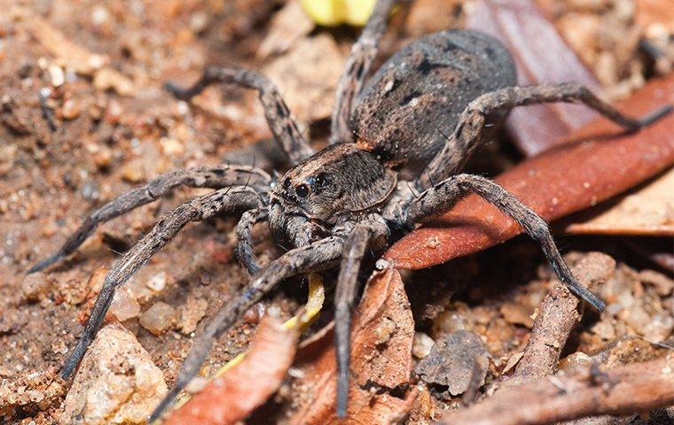 a wolf spider on some dead leaves