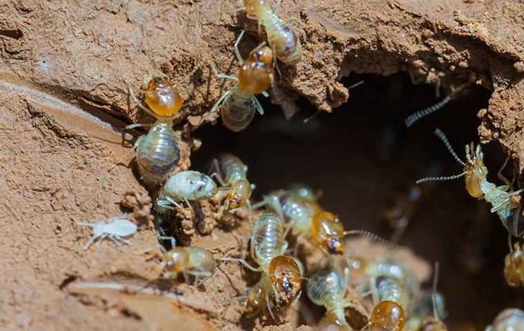 termites near a hole