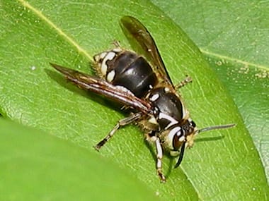 white faced hornet queen