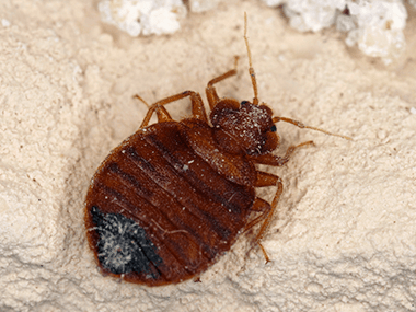 a bed bug crawling on bedding at a home in pontiac illinois