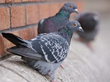 three pigeons on a wilmington illinois homes roof