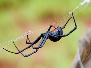 black widow funnel web