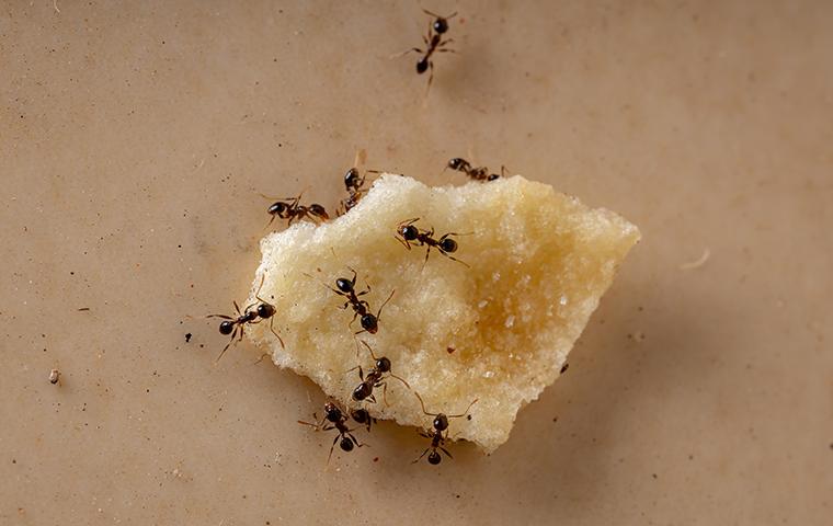 ants on a scrap of food