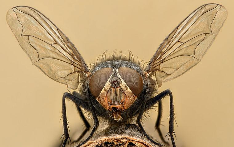 a fly up close