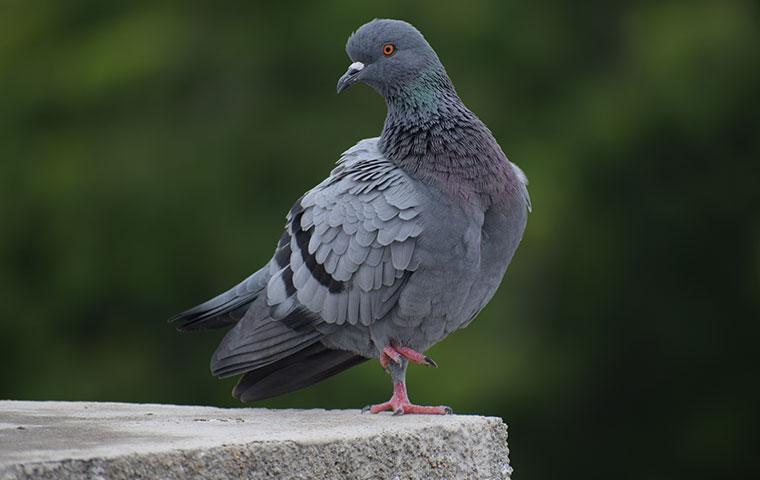 a pigeon perched on cement