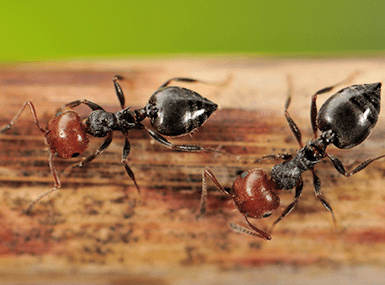 Learn How To Keep Ants From Becoming A Problem In Your Illinois Home acrobat ant crawling on wood