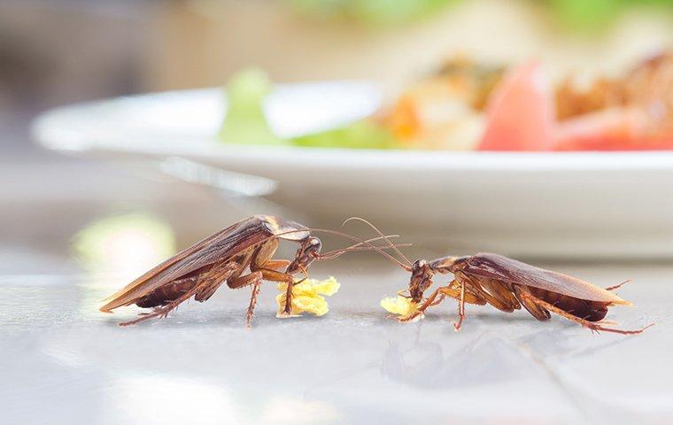 two cockroaches eating scraps