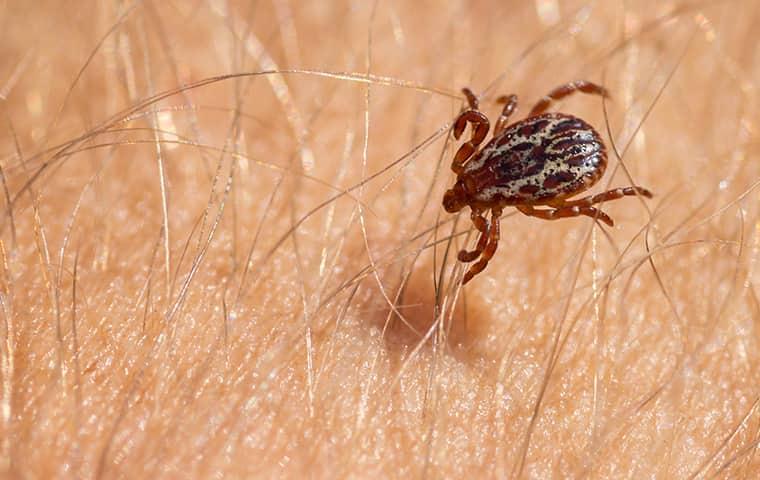 up close image of an american dog tick
