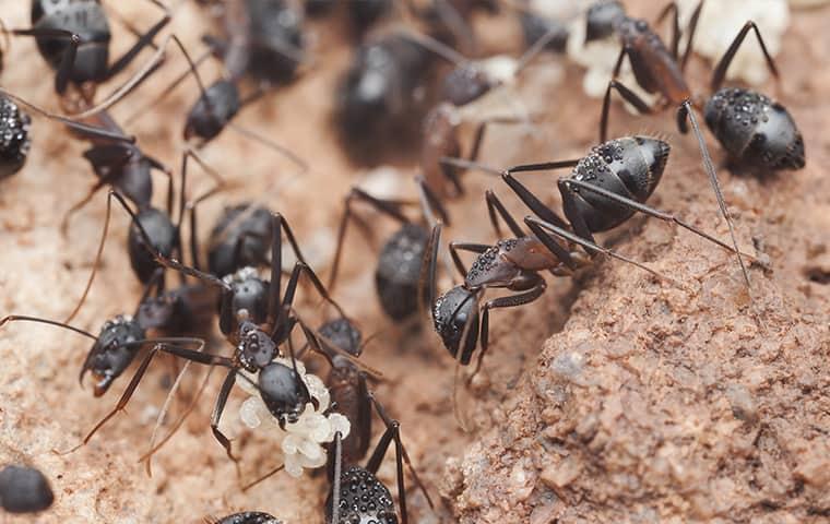 Prevent Carpenter Ant Damage a might colony of ants infesting the grounds of an illinois property