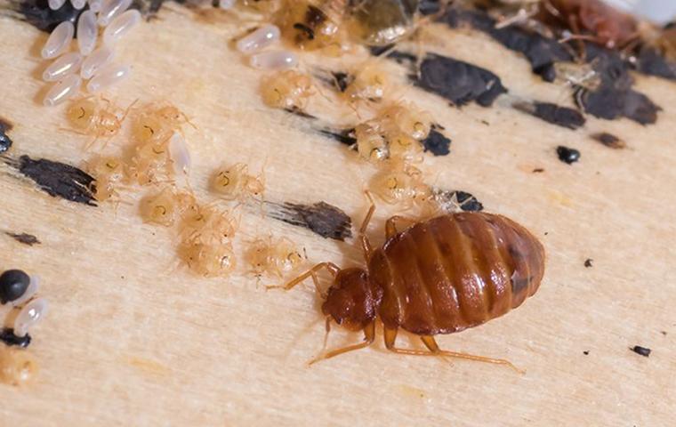 A bed bug and larvae on the underside of a bedframe