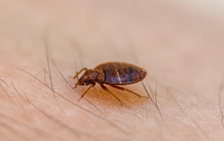 bed bug crawling on human skin