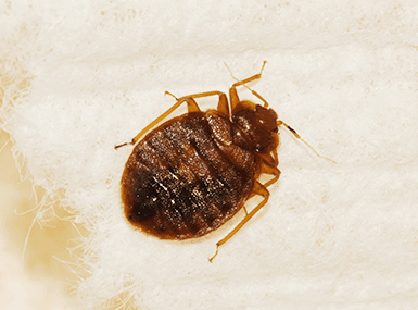 Signs you have a bed bug infestation and tips to get rid of them