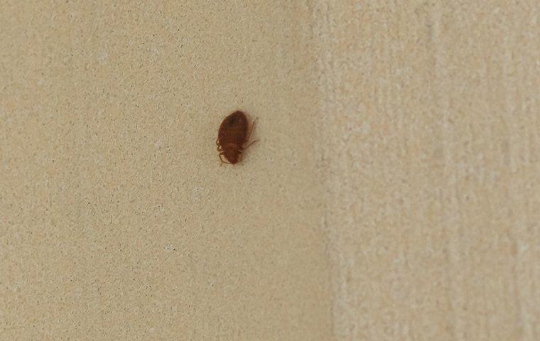 a bed bug crawling on a curtain