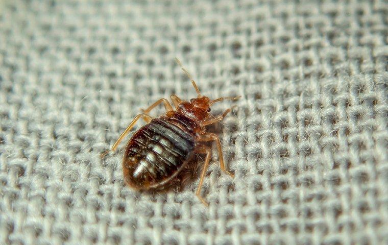 close up of bed bug on burlap