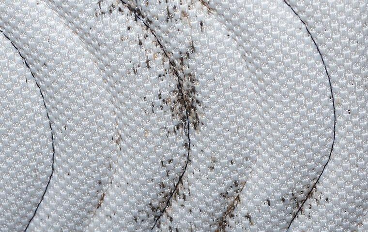 signs of a bed bug infestation on a mattress