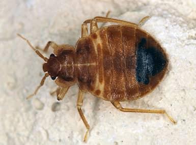 bed bug in a davenport home