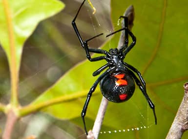 black widow spider up close
