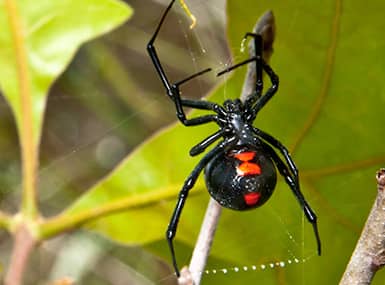 5 Common Biting Spiders - Green Pest Services