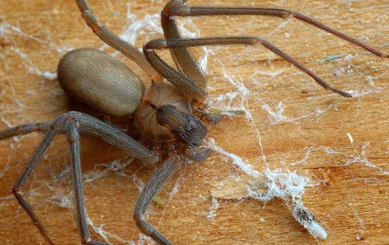 Avoid The Dangers Spiders Can Bring To Your Home a brown recluse spider spreading its web along a wooden beam on a quad city property