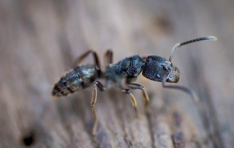 a carpenter ant crawling on a wooden fence