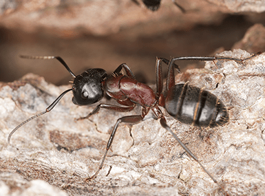 carpenter ant crawling on wooden surface