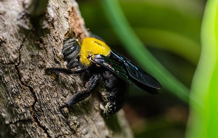 Learn More About How Quik-Kill Can Get Rid Of Carpenter Bees carpenter bee in illinios