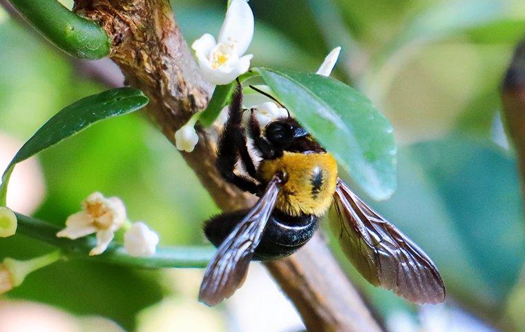carpenter bee on blossoms
