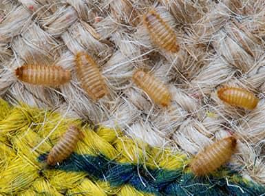 Carpet Beetles and Clothes Moths: What they are, what they eat and