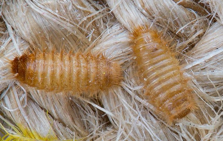a cluster of carpet beatle larvae on a streater illinois rug