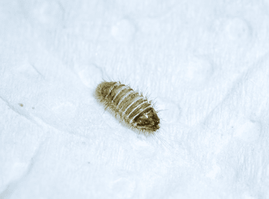 Varied Carpet Beetle