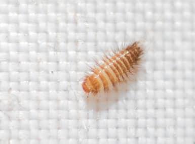 Identifying and controlling clothes moths, carpet beetles and