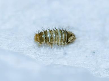carpet beetle larvae on fabric
