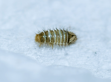 Beautiful Carpet Beetle Larvae