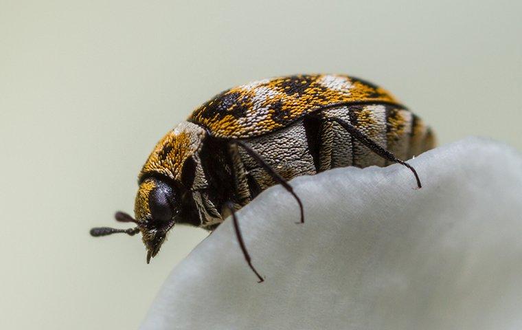 a carpet beetle on a flower petal