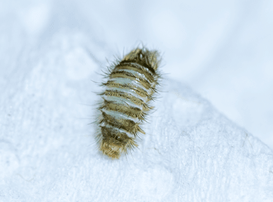 15 Effective Do It Yourself Ways To Get Rid Of Carpet Beetles Beetle Carpet Bugs Carpet