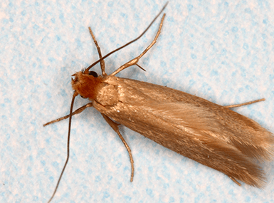 Learn How To Avoid Problems With Case-Making Clothes Moths case-making clothes moth up close