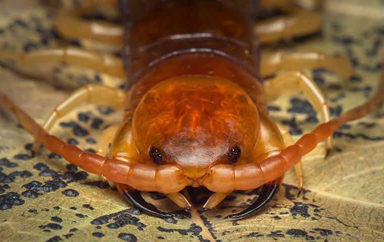 centipede crawling on a leaf