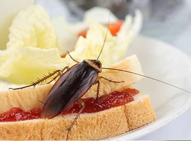 a full grown adult cockroach eat off of a plate of food in a resturant