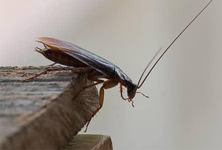 Learn More About Cockroaches cockroach in illinois kitchen