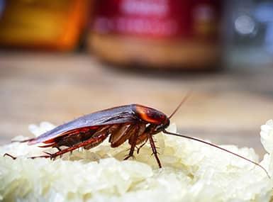 cockroach on counter