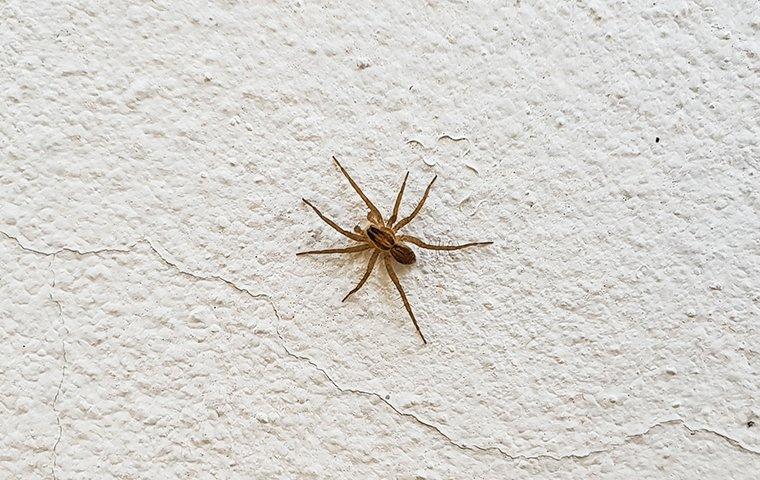 a spider crawling on the wall in a home