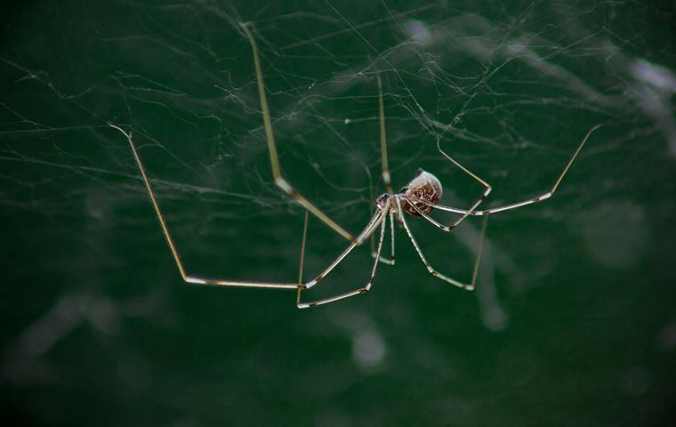 Get rid of spiders - How to stop autumn spiders