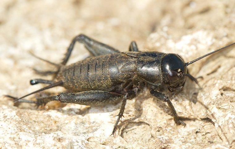 a field cricket crawling on the ground