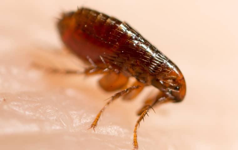 a flea feasting on the human skin of a moline illinois resident