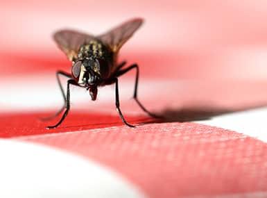 a black house fly buzzing around a quad city red and white stripped kitchen table cloth