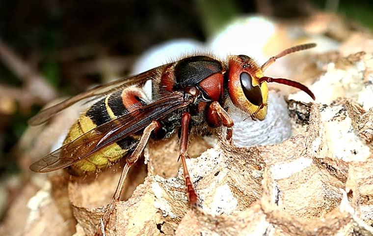 Keep Hornets Away From Your Home This Fall hornet on a nest