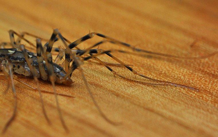 house centipede on a hard wood floor