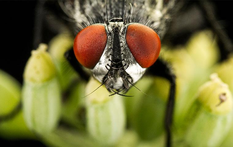 close up of face of fly