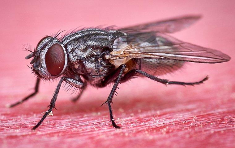 house fly on wood