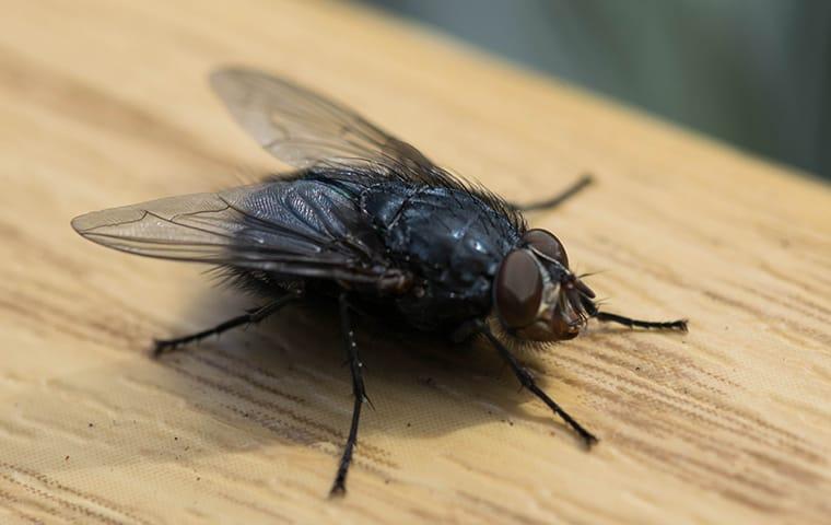 Keep Your Home Fly-Free This Holiday Season a house fly infestation in a streater illinois home